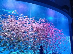 -合肥海洋世界