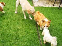 -汪说喵讲宠物乐园宠物酒店(红星美凯龙店)