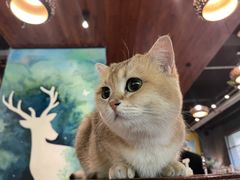 -咖法森林·咖啡  酒吧(天河店)