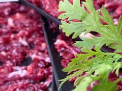 -潮牛潮汕牛肉火锅(旺角大学城商业街店)