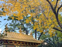 -护国法轮寺