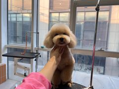 -爱宠屋pet shop·宠物洗澡·宠物美容