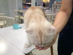 -喵的天空名猫咖啡馆·撸猫·猫舍·用品