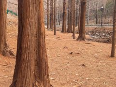 -白水寺森林公园