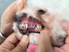 -宠福鑫康馨动物医院·骨科·眼科