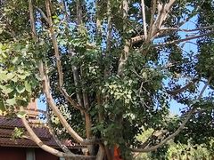 -西双版纳总佛寺