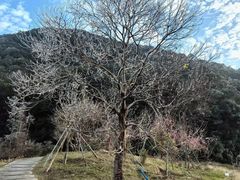 -广州市石门国家森林公园