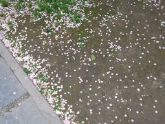 android_upload_pic-南通博物苑-崇川人民公园