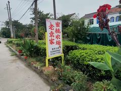 -老袁家蜜桃农场·阳山水蜜桃