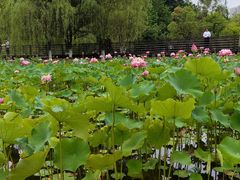 -沐仙湖湿地公园