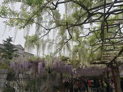 -嘉定紫藤园
