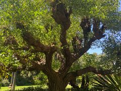 -墨尔本皇家植物园