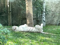 -北京野生动物园