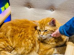 -藏猫猫咖啡主题馆(中央大道店)