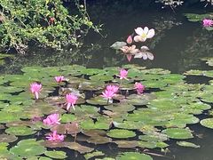 -野象谷景区