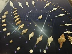 -青岛贝壳博物馆