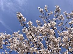 -南汇桃花村