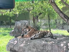 -上海野生动物园老虎餐厅