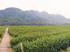 -中国茶叶博物馆(双峰馆区)