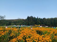 -武陵山森林公园