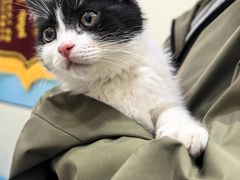 -御宝贝·A梦猫科宠物医院(国际猫友好医院)