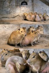 -Zoolung Zoolung动物主题公园(海信广场店)