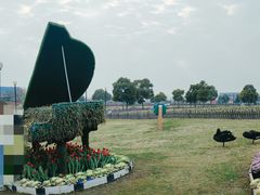 -荷兰花海