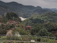 景点-贵州百里杜鹃风景名胜区