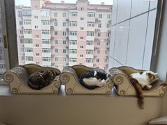 -Cappucimeow猫咪咖啡馆(韦伯时代店)
