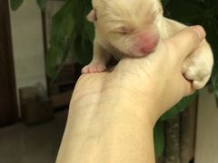 -爱侣宠医·鹦鹉专科·小型哺乳类·异宠专科(灵石路店)