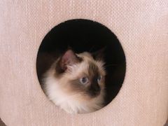 -猫和宫(六道口店)