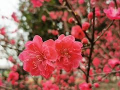 -秀丽东方