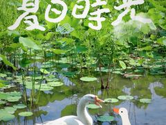 -莲花池公园