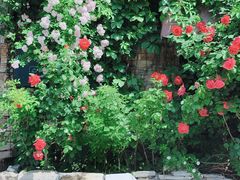 -元大都城垣遗址公园