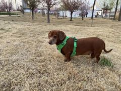 -瑞派康怡24h宠物医院·犬猫医疗中心·微创绝育(瑞景分院)