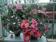 -上海鲜花港