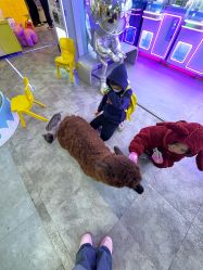 -神奇动物撸宠馆·羊驼·小浣熊·异宠(豫园店)