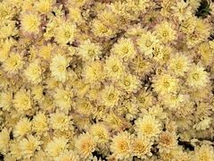 -中国天府农业博览园