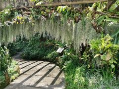 -深圳仙湖植物园