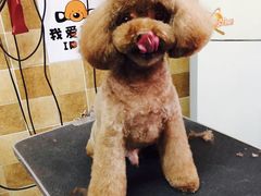 -我爱吾宠宠物美容院(朝阳路店)