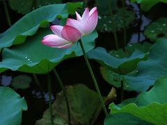 -荔湾湖公园