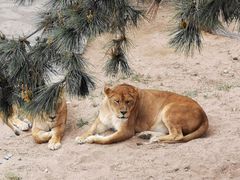 -西霞口神雕山野生动物世界