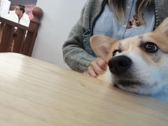 -豆柴町-柴犬主题狗咖(红鼎国际C座店)