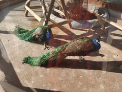 -石家庄市动物园