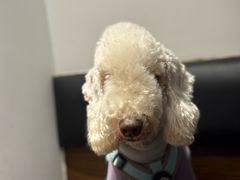 -原田新料理(1912店)