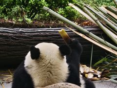 -都江堰中华大熊猫苑