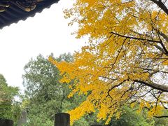 -秋霞圃
