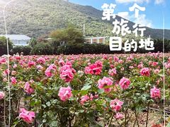 -亚龙湾国际玫瑰谷