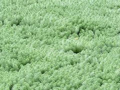 -靖西鹅泉风景区