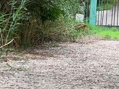 -北京麋鹿生态实验中心